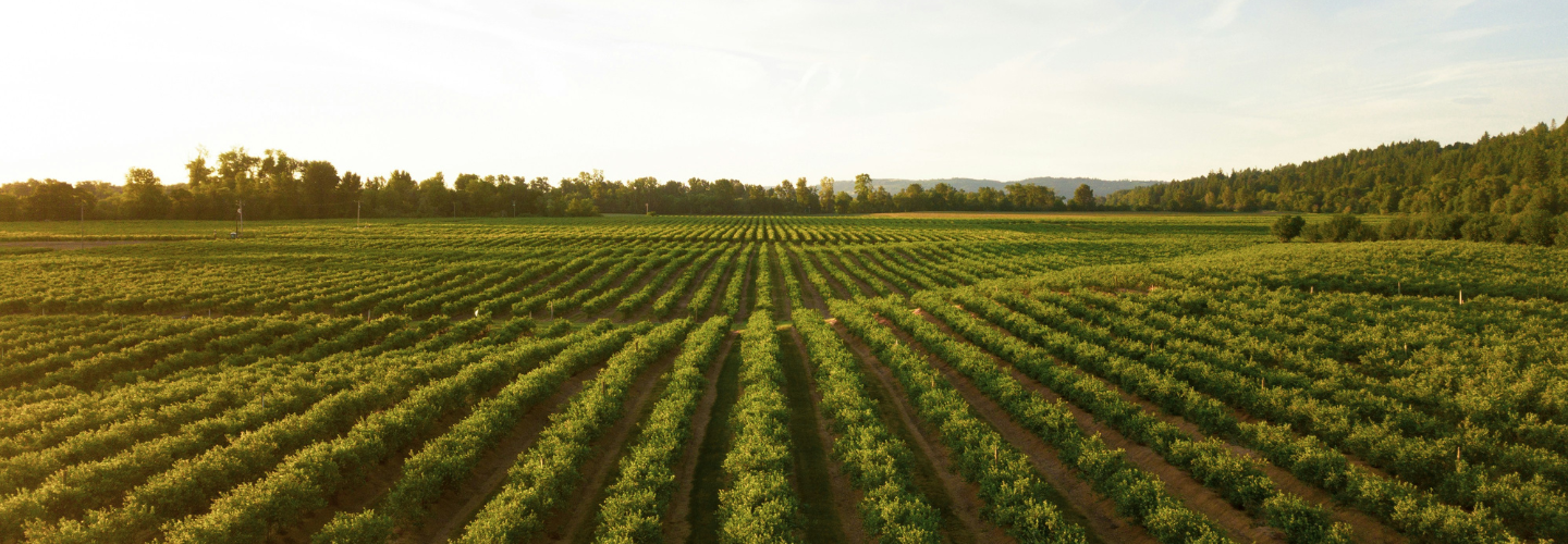 How agricultural innovation is shaping up in Eastern Europe and Central Asia