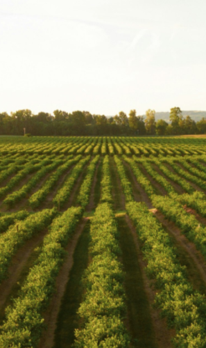 How agricultural innovation is shaping up in Eastern Europe and Central Asia