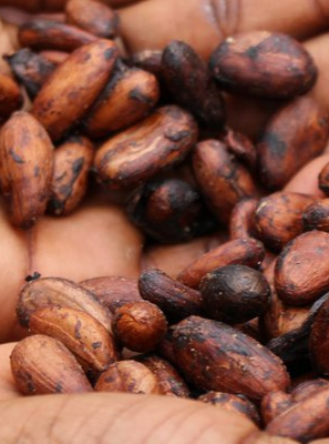 African AgriTech and FoodTech Startups