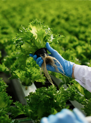 Innovation in FoodTech as a Way to Stop World Hunger