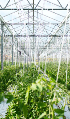 FoodTech in the Grand Finale