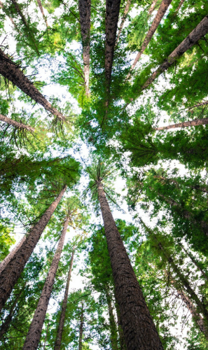 Save 500 million Trees per Year